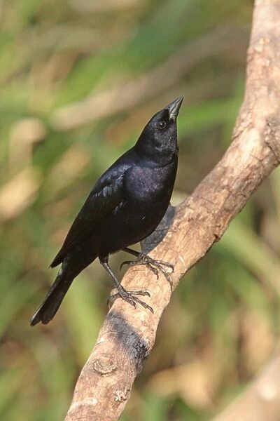 Shiny Cowbird (Molothrus bonariensis) adult male, displaying, perched on branch, Costanera Sur Nature Reserve, Buenos Aires Province, Argentina, august