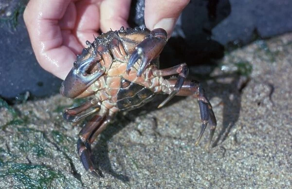Shore Crab (Carcinus maenas) Female  /  underside