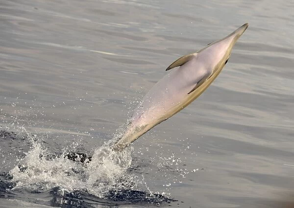 Short-beaked Common Dolphin (Delphinus delphis) adult, leaping out of water, Azores, June