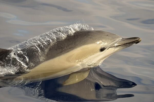 Short-beaked Common Dolphin (Delphinus delphis) adult, close-up of head, porpoising, Azores, June