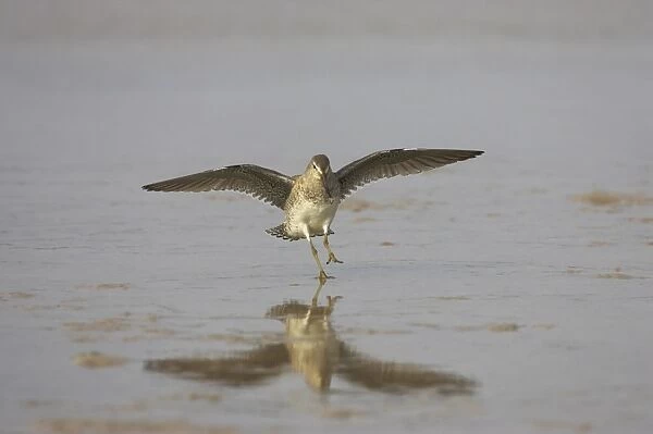 Short-billed Dowitcher (Limnodromus griseus) adult, winter plumage, in flight, landing on shore, Fort de Soto, Florida, U. S. A