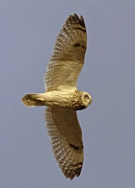 Short-eared Owl (Asio flammeus) adult, in flight, Finland, may