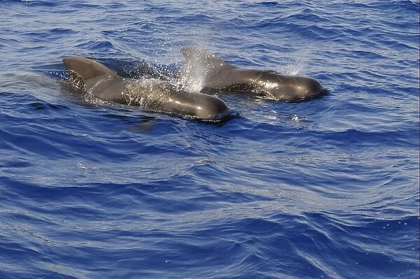 Short-finned Pilot Whale (Globicephala macrorhynchus) two adults, spouting, surfacing from water, Maldives, march