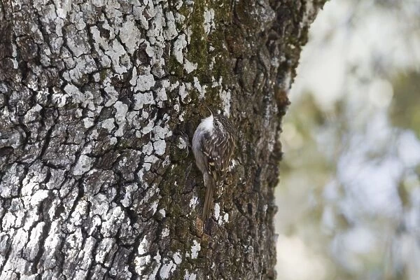 Short-toed Treecreeper (Certhia brachydactyla) adult, foraging on Holm Oak (Quercus ilex) trunk, Extremadura, Spain, september