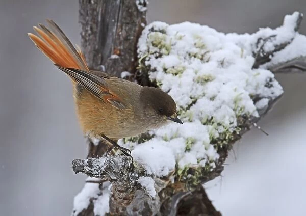 Siberian Jay (Perisoreus infaustus) adult, perched on snow covered dead tree with lichen, Lapland, Finland, March
