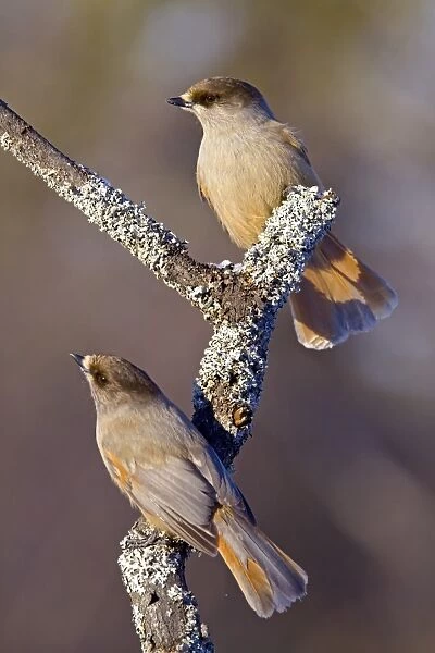 Siberian Jay (Perisoreus infaustus) adult pair, perched on branch, Finnish Lapland, Finland, march