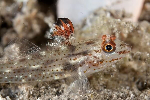 Signalfin Goby (Coryphopterus signipinnis) adult, close-up of head, resting on black sand, Lembeh Straits, Sulawesi