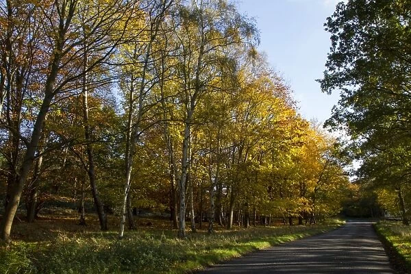 Silver birch trees in autumn colour by country road in Tunstall Forest, Suffolk