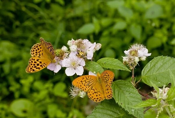 Silver-washed Fritillary (Argynnis paphia) two adults, feeding on bramble flowers, France, August