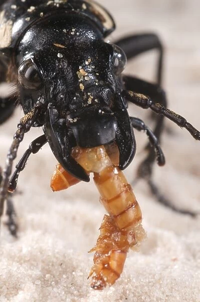 Six-spot Ground Beetle (Anthia sexguttata) adult, close-up of head, feeding on Mealworm (Tenebrionidae sp. ) larva, Northern Africa