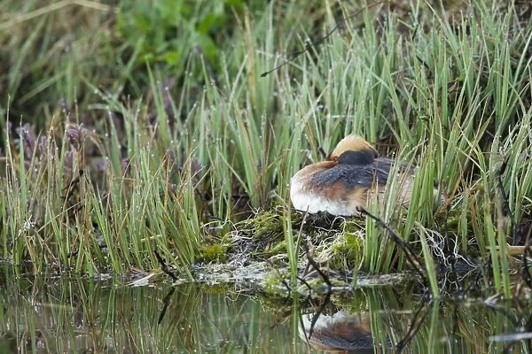 Slavonian Grebe (Podiceps auritus) adult, breeding plumage, sitting on nest at edge of water, Iceland, June