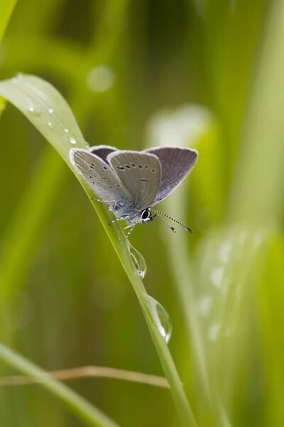 Small Blue (Cupido minimus) adult male, resting on grass after rainfall, Malling Down, East Sussex, England, June