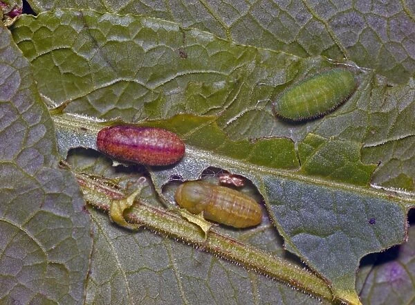 Small Copper (Lycaena phlaeas) - larva and pupa