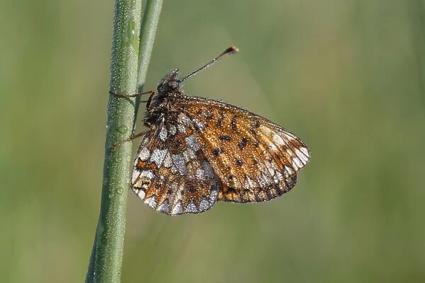 Small Pearl-bordered Fritillary (Boloria selene) adult, underside, roosting at dawn, covered in dew, Powys, Wales, june