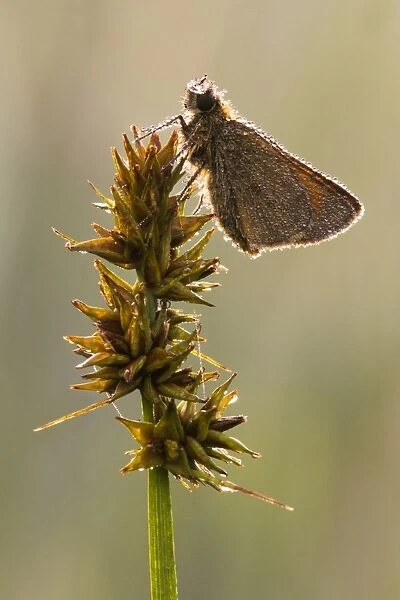 Small Skipper (Thymelicus sylvestris) adult, covered in dew, resting on seedhead in early morning, Leicestershire