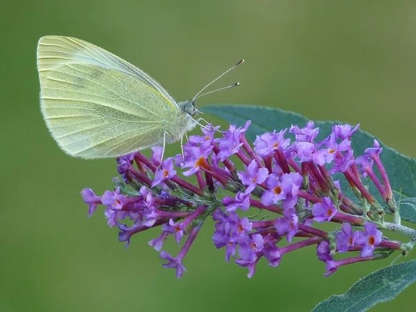 Small White Butterfly (Pieris rapae) adult, feeding on Buddleia (Buddleja sp. ) flowers in garden, Leicestershire