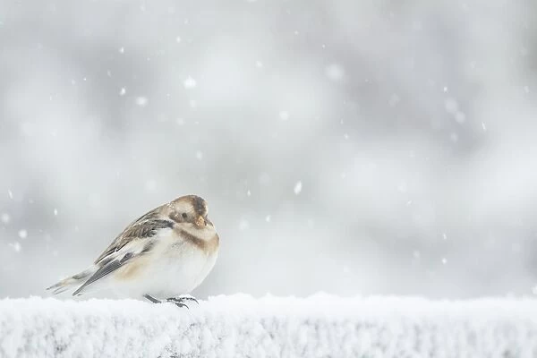 Snow Bunting (Plectrophenax nivalis) adult, winter plumage, standing on snow during snowfall, Scotland, February