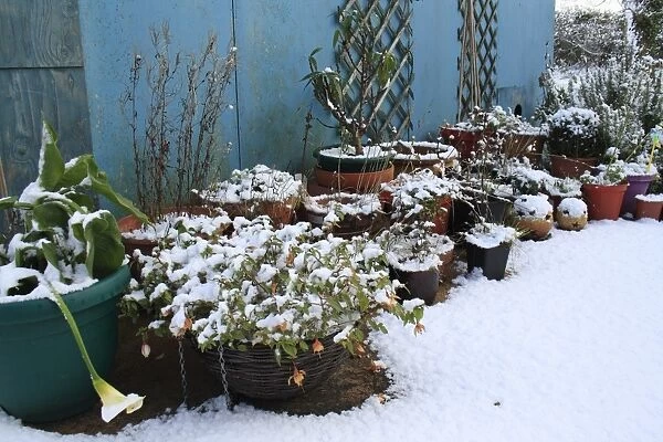 Snow covered Fuchsia (Fuchsia sp. ), Calla Lily (Zantedeschia sp. ) and other plants in pots on garden patio, Suffolk, England, november