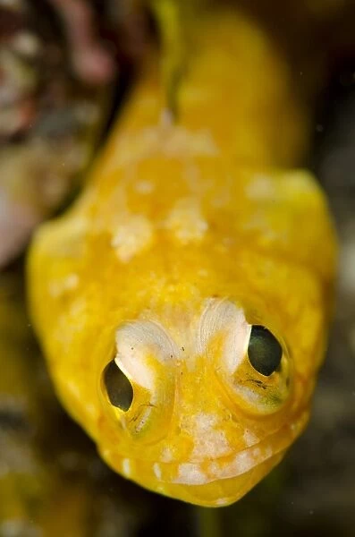 Solar Jawfish (Opistognathus solorensis) adult, close-up of head, Lembeh Straits, Sulawesi, Sunda Islands, Indonesia