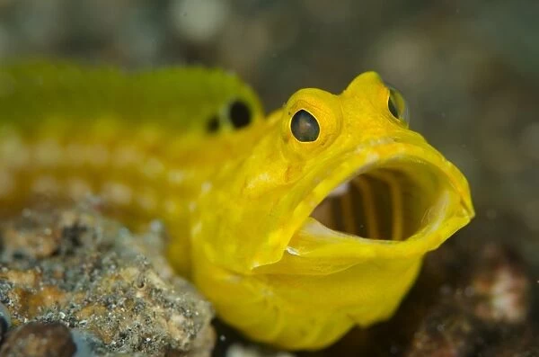 Solar Jawfish (Opistognathus solorensis) adult, close-up of head, with mouth open, Lembeh Straits, Sulawesi