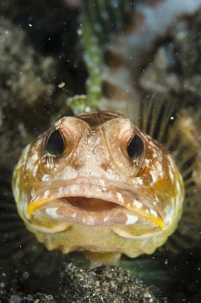 Solar Jawfish (Opistognathus solorensis) adult, close-up of head, resting on black sand, Lembeh Straits, Sulawesi