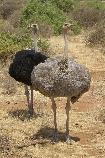 Somali Ostrich (Struthio camelus molybdophanes) adult pair, standing in dry savannah, Samburu National Reserve, Kenya