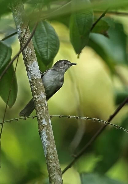 Sooty-capped Babbler (Malacopteron affine affine) adult male, clinging to tree trunk, Taman Negara N. P