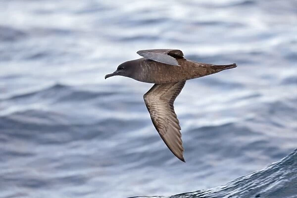 Sooty Shearwater (Puffinus griseus) adult, in flight over sea, off New Zealand, March