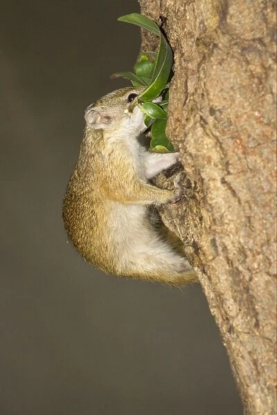 South African Tree Squirrel (Paraxerus cepapi) adult, carrying nesting material into nesthole in tree trunk