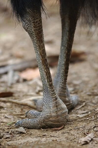 Southern Cassowary (Casuarius casuarius) adult, close-up of feet and legs, standing in tropical fan palm forest, Tam O'Shanter N. P. Queensland, Australia, august