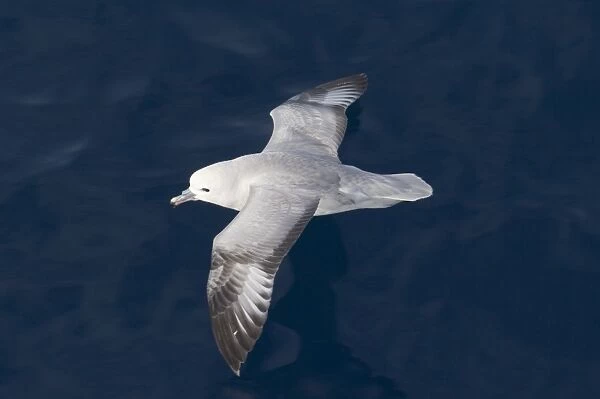 Southern Fulmar (Fulmarus glacialoides) adult, in low flight over sea, Southern Ocean, november
