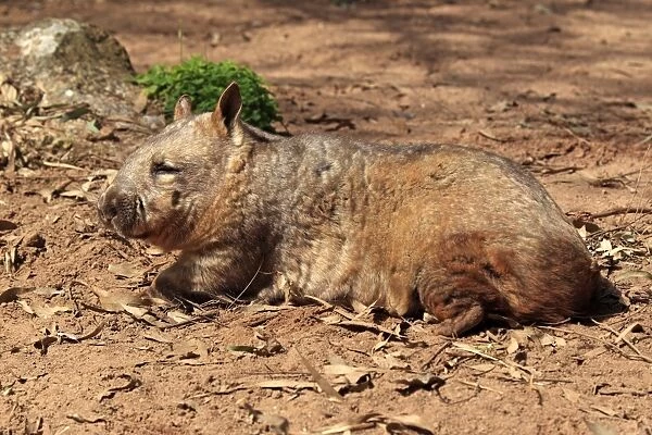 Southern Hairy-nosed Wombat (Lasiorhinus latifrons) adult, resting, South Australia, Australia