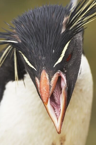 Southern Rockhopper Penguin (Eudyptes chrysocome chrysocome) adult, calling, close-up of head, New Island, Falkland Islands