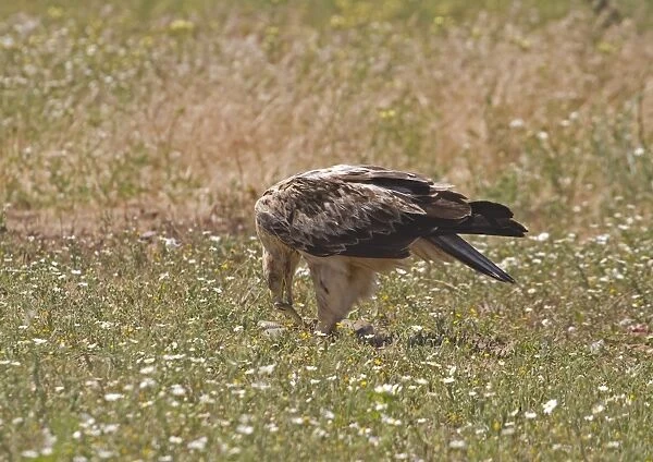 Spanish Imperial Eagle (Aquila adalberti) immature, third year plumage, feeding on Montpellier Snake