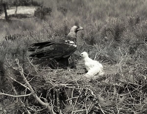 Spanish Imperial Eagle, Coto Donana Spain. Taken by Eric Hosking in 1957