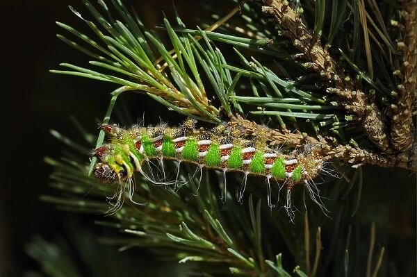 Spanish Moon Moth (Graellsia isabellae) fully grown larva, feeding on Scots Pine (Pinus sylvestris)