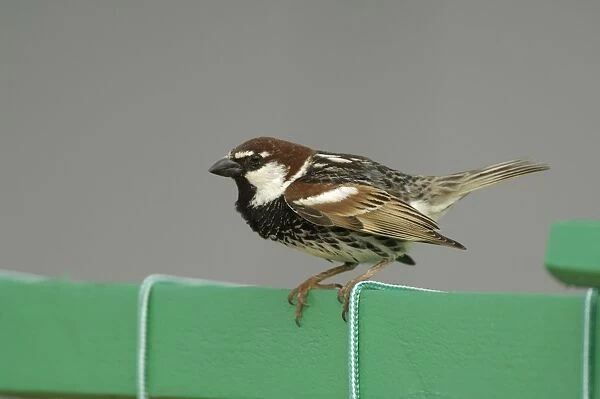 Spanish Sparrow (Passer hispaniolensis) adult male, breeding plumage, displaying, Fuerteventura, Canary Islands, march