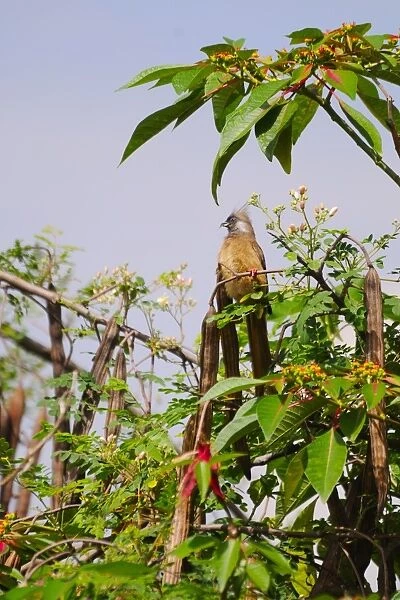 Speckled Mousebird (Colius striatus) adult, feeding on leaves in flowering tree, Rwanda, March