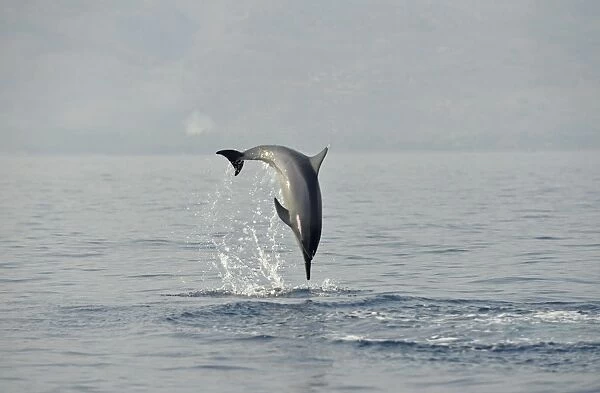 Spinner Dolphin (Stenella longirostris) adult, leaping and spinning out of sea, Bali, Lesser Sunda Islands, Indonesia