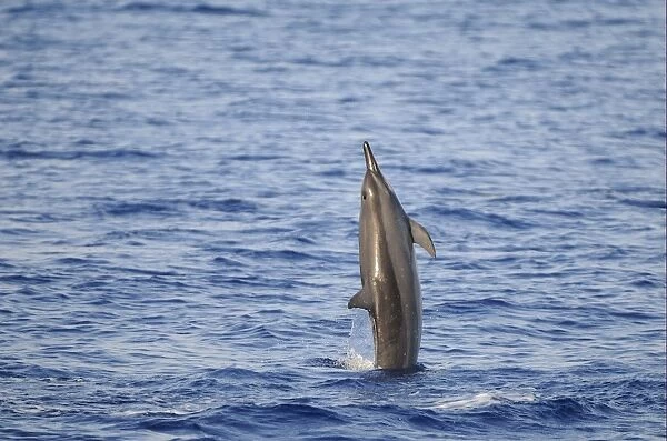Spinner Dolphin (Stenella longirostris) adult, leaping out of water, Maldives, march