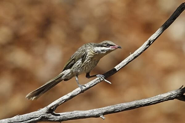 Spiny-cheeked Honeyeater (Acanthagenys rufogularis) adult, perched on twig, Ormiston Gorge, West MacDonnell N. P