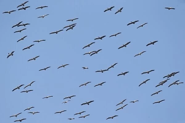 Spot-billed Pelican (Pelecanus philippensis) flock, in flight, soaring on thermals, Ang Trapaeng Thmor, Cambodia