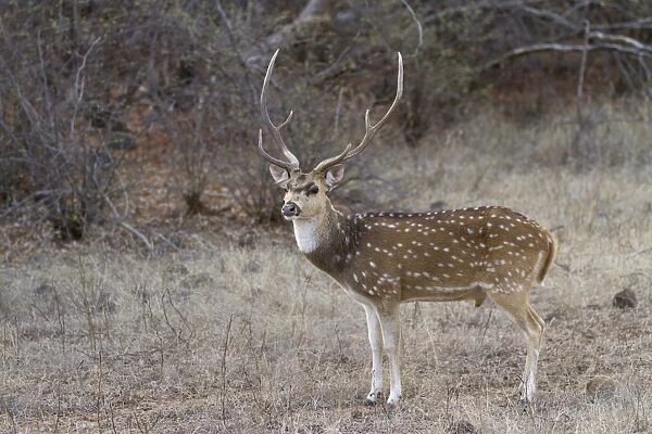 Spotted Deer (Axis axis) adult male, standing, Ranthambore N. P. Rajasthan, India, March