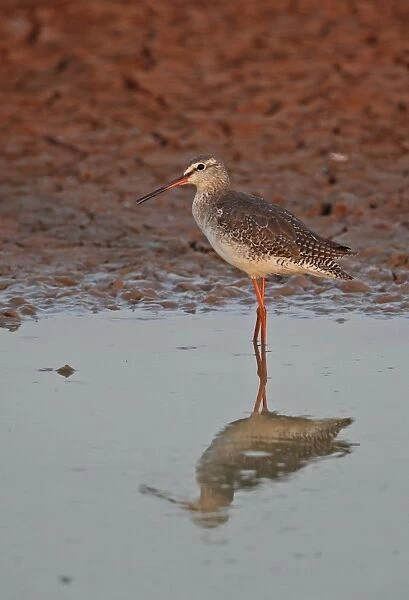 Spotted Redshank (Tringa erythropus) adult, non-breeding plumage, standing in shallow water, Ang Trapaeng Thmor