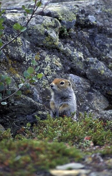 Squirrel Arctic Ground (Citellus parryii) Alaska