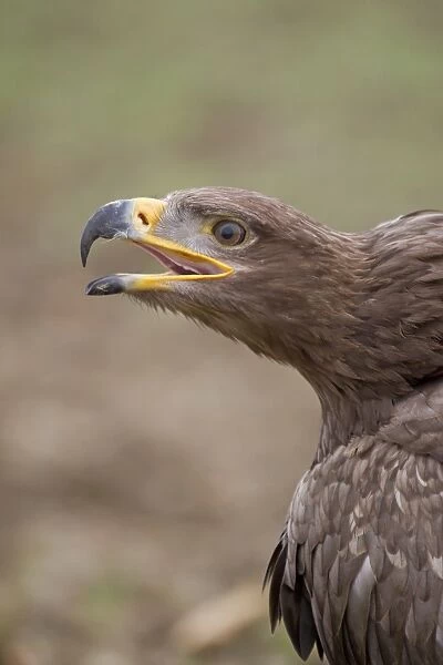 Steppe Eagle (Aquila nipalensis) adult, calling, close-up of head (captive)