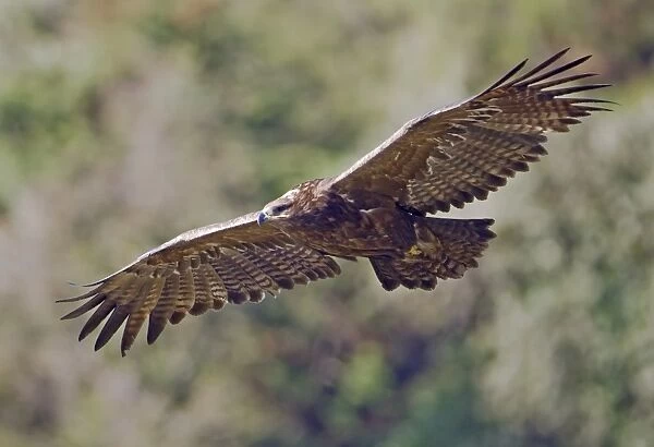 Steppe Eagle (Aquila nipalensis) adult, in flight, Northern India, january