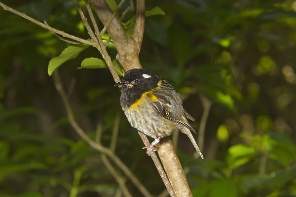 Stitchbird (Notiomystis cincta) adult male, wearing leg rings, perched on twig, New Zealand, november