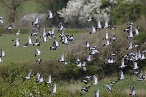 Stock Dove (Columba oenas) flock, in flight, Warwickshire, England, April