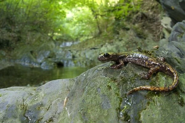 Strinati's Cave Salamander (Speleomantes strinatii) adult female, active outside during humid day near stream habitat, Busalla, Genova, Liguria, Italy